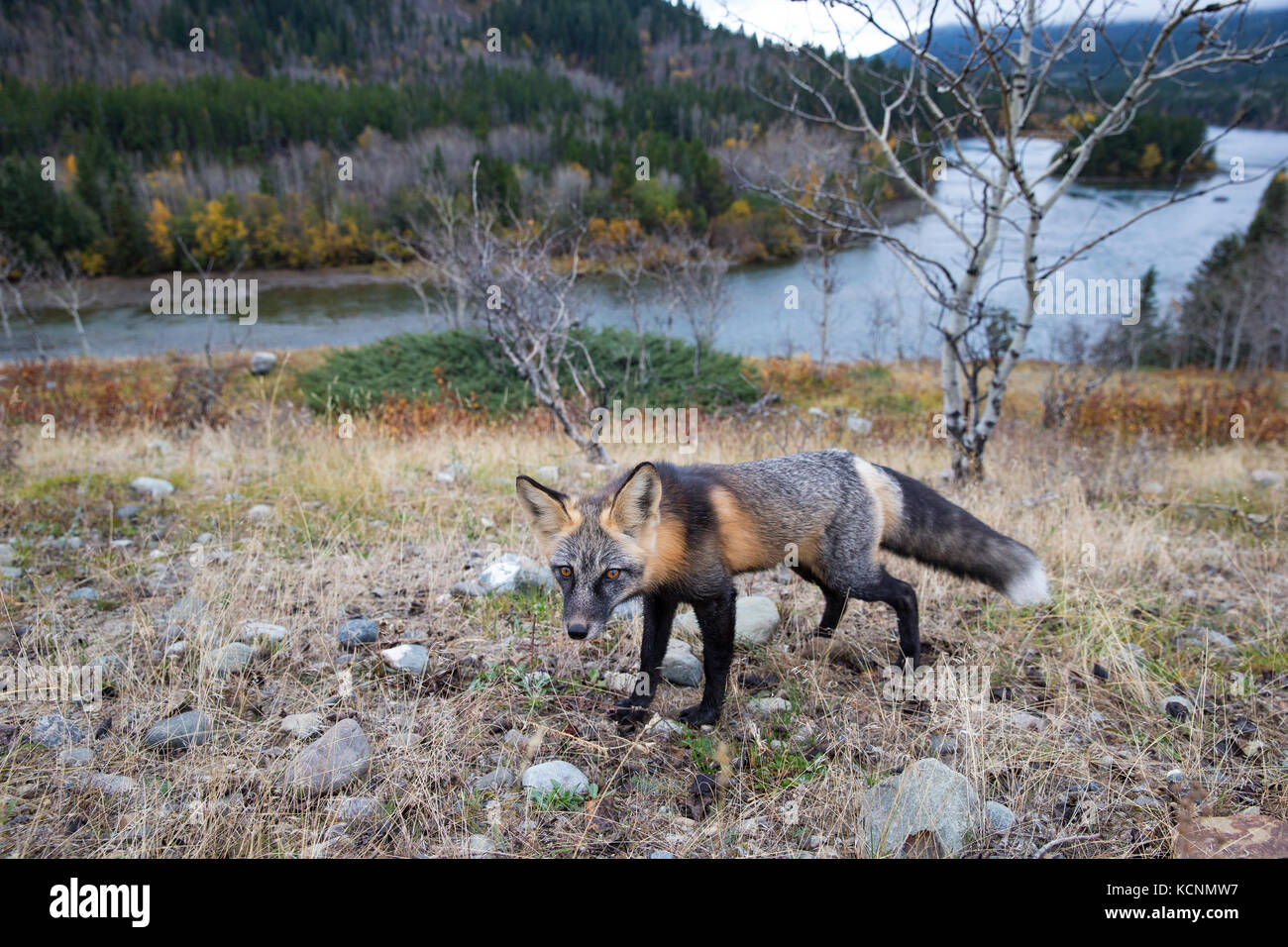 Cross fox (Vulpes vulpes), a colour phase of the red fox, Chilcotin Region, British Columbia, Canada. Stock Photo