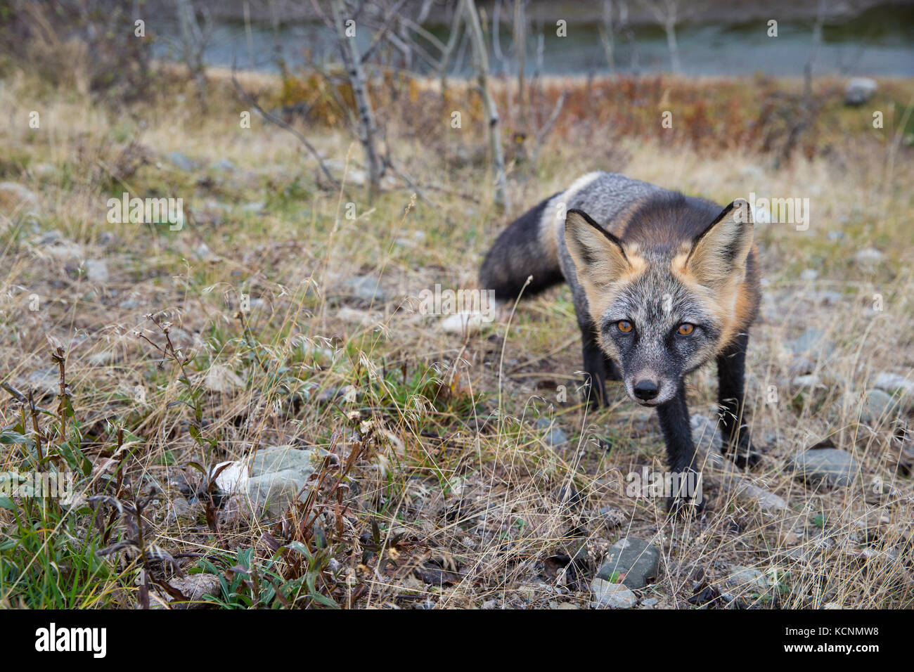 Cross fox (Vulpes vulpes), a colour phase of the red fox, Chilcotin Region, British Columbia, Canada. Stock Photo