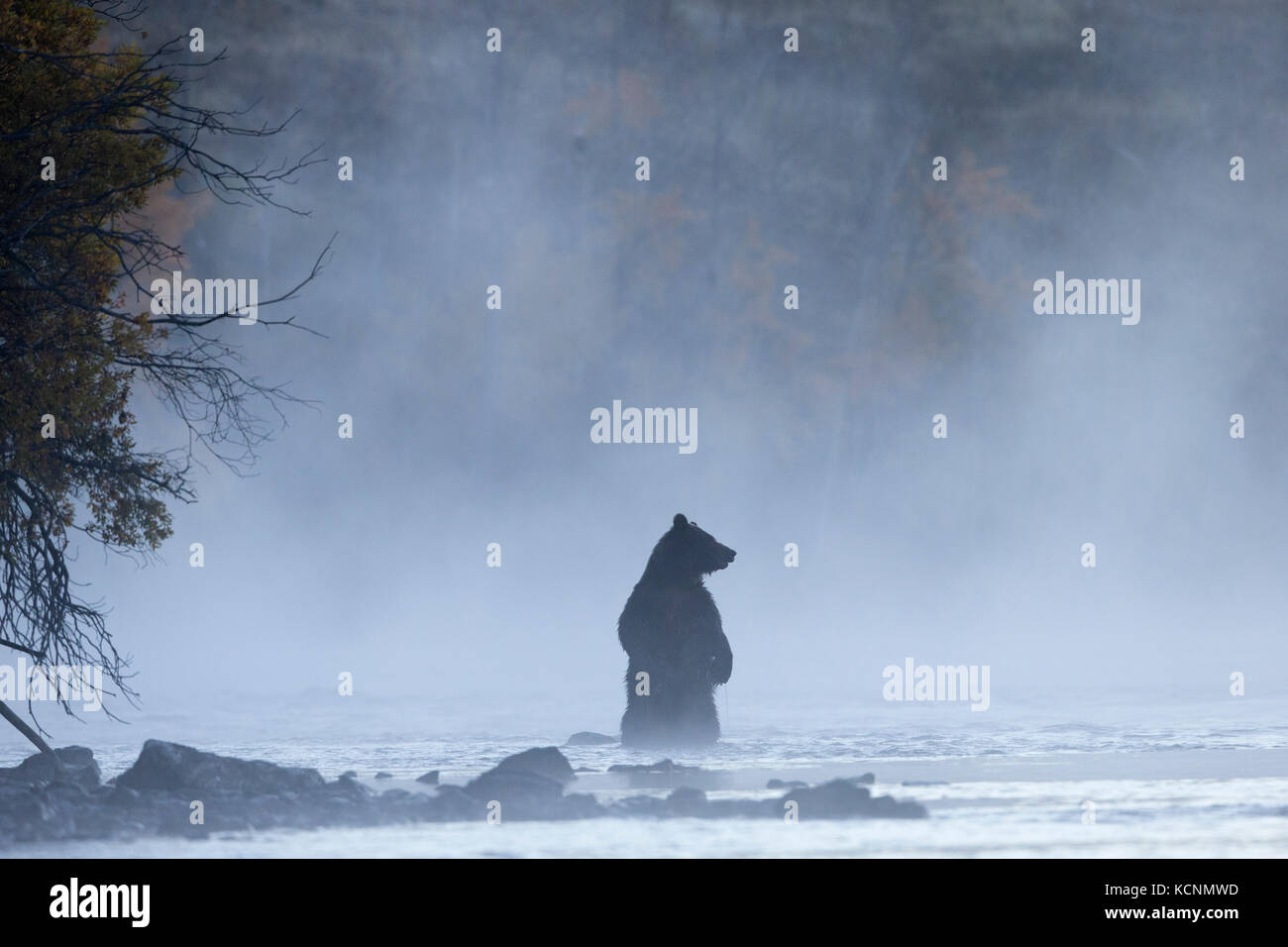 Grizzly bear (Ursus arctos horribilis), female standing in morning mist, Chilcotin Region, British Columbia, Canada. Stock Photo