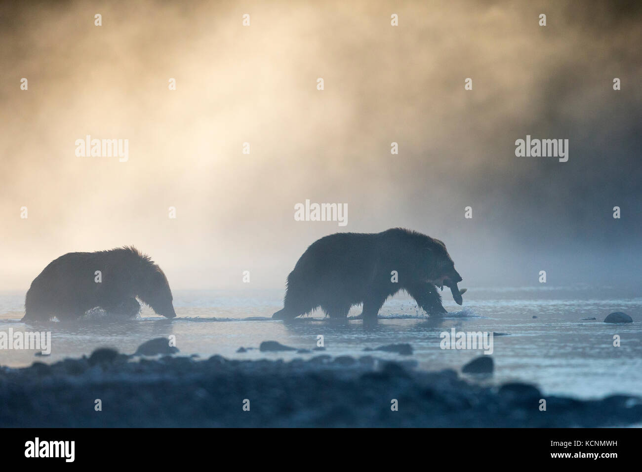 Grizzly bear (Ursus arctos horribilis), female with sockeye salmon (Oncorhynchus nerka) and cub, in morning mist, Chilcotin Region, British Columbia, Canada Stock Photo