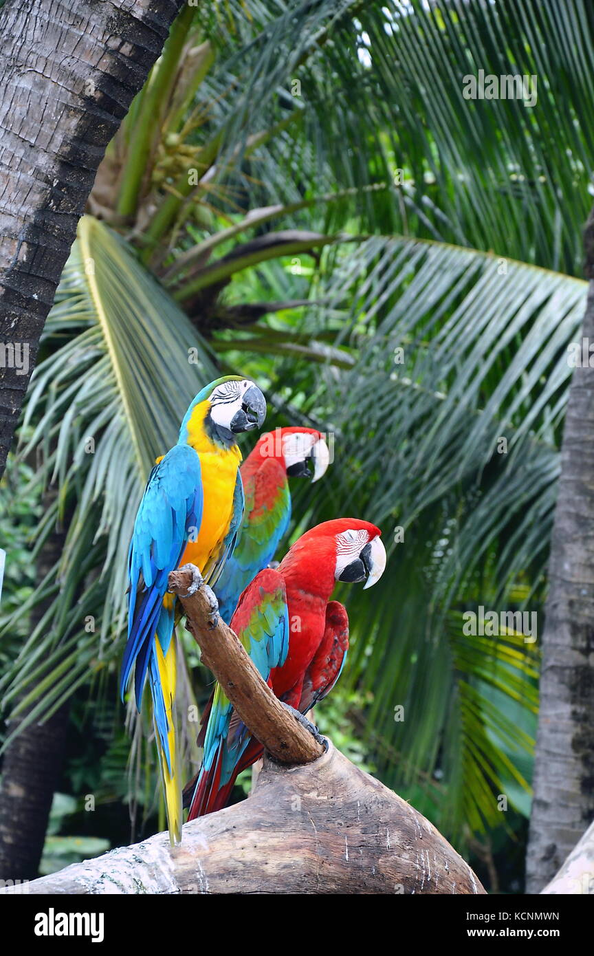 Curated visual reference: Gallery Detail: Macaw Hanging On Log In Park Stock Photo