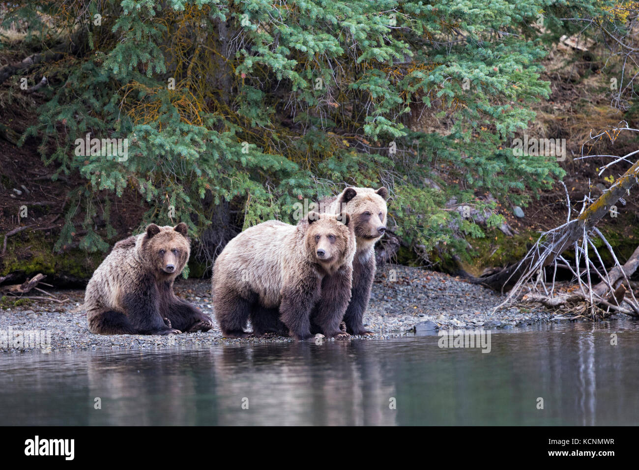 Grizzly bear (Ursus arctos horribilis), female and cubs, Chilcotin Region, British Columbia, Canada. Stock Photo