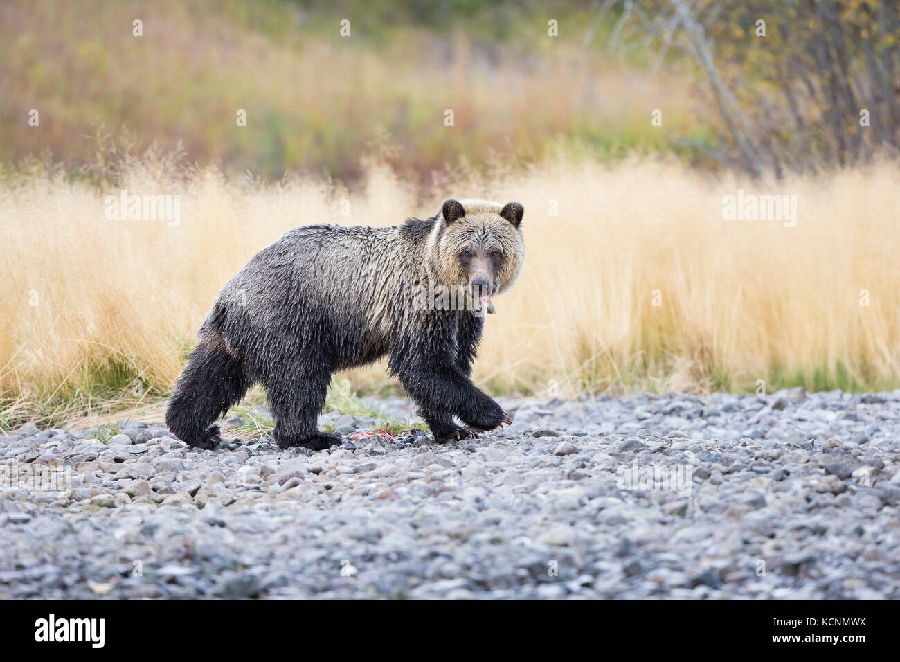 Grizzly bear (Ursus arctos horribilis), eating remains of sockeye salmon (Oncorhynchus nerka), Chilcotin Region, British Columbia, Canada. Stock Photo