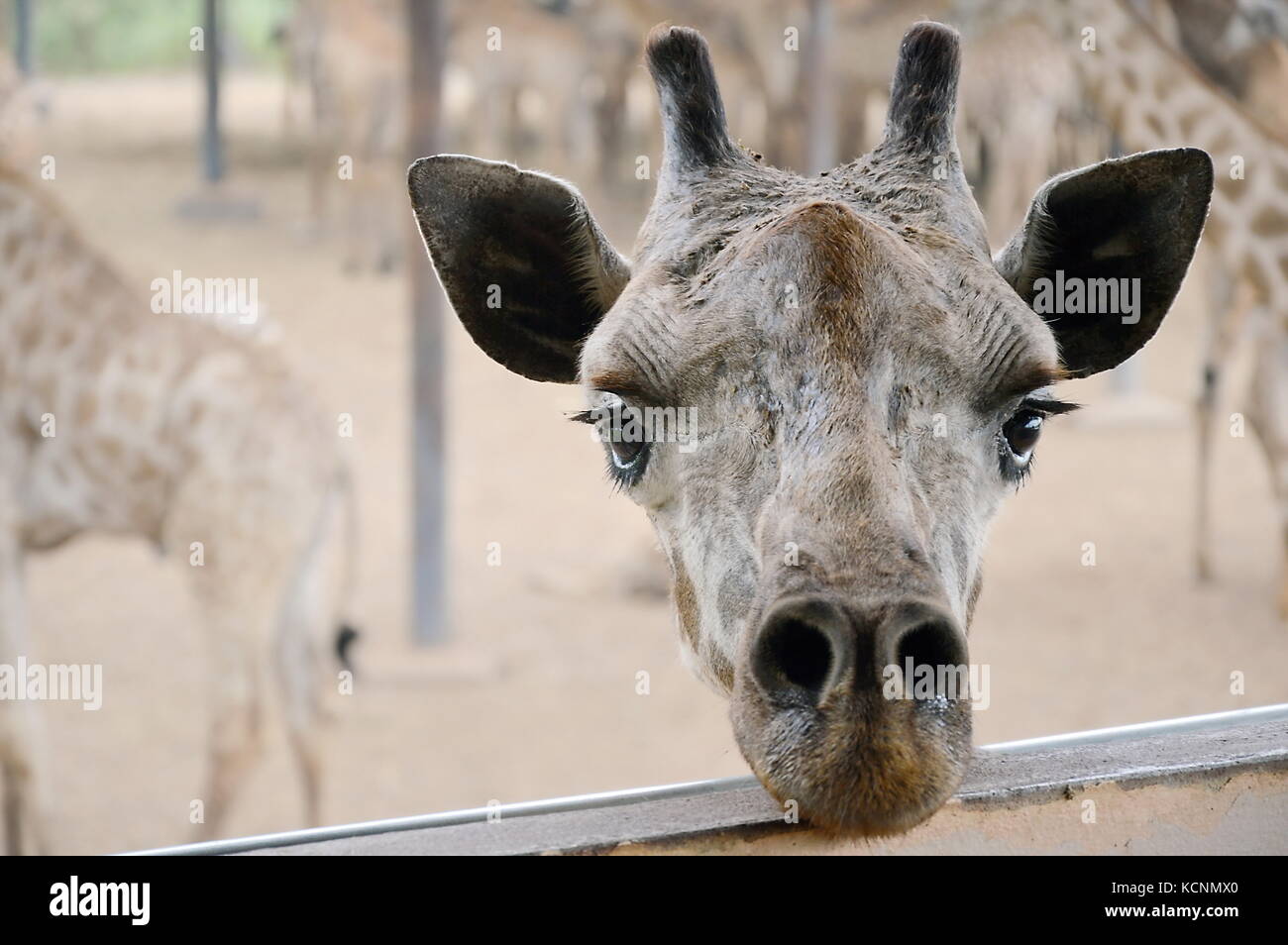 giraffe head laying on iron pipe line Stock Photo
