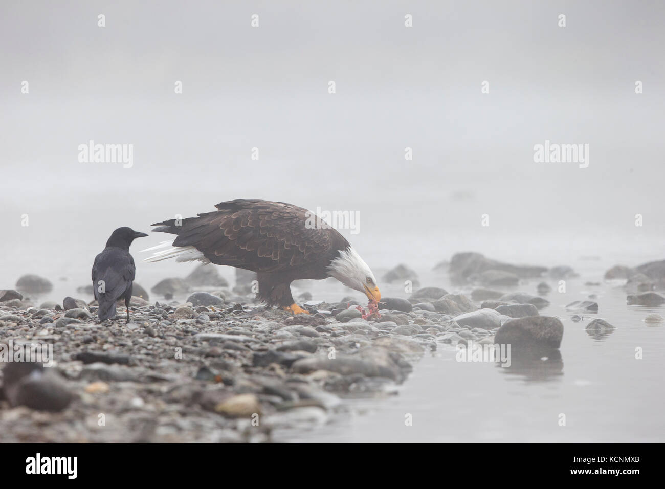 Bald eagle (Haliaeetus leucocephalus), adult, scavenging sockeye salmon (Oncorhynchus nerka), in fog, Chilcotin Region, British Columbia, Canada Stock Photo