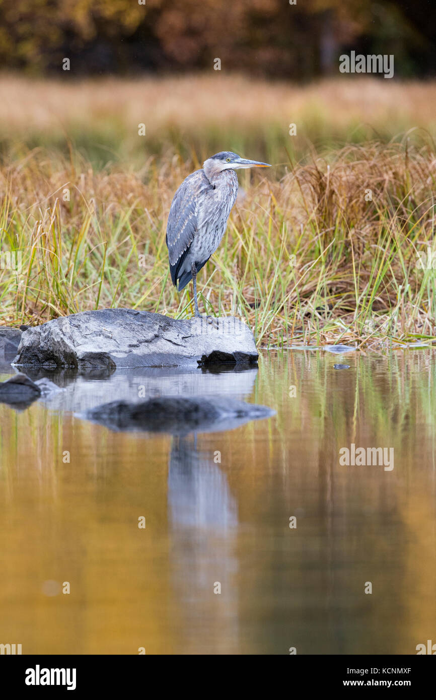 Great blue heron (Ardea herodias), Chilcotin Region, British Columbia, Canada Stock Photo