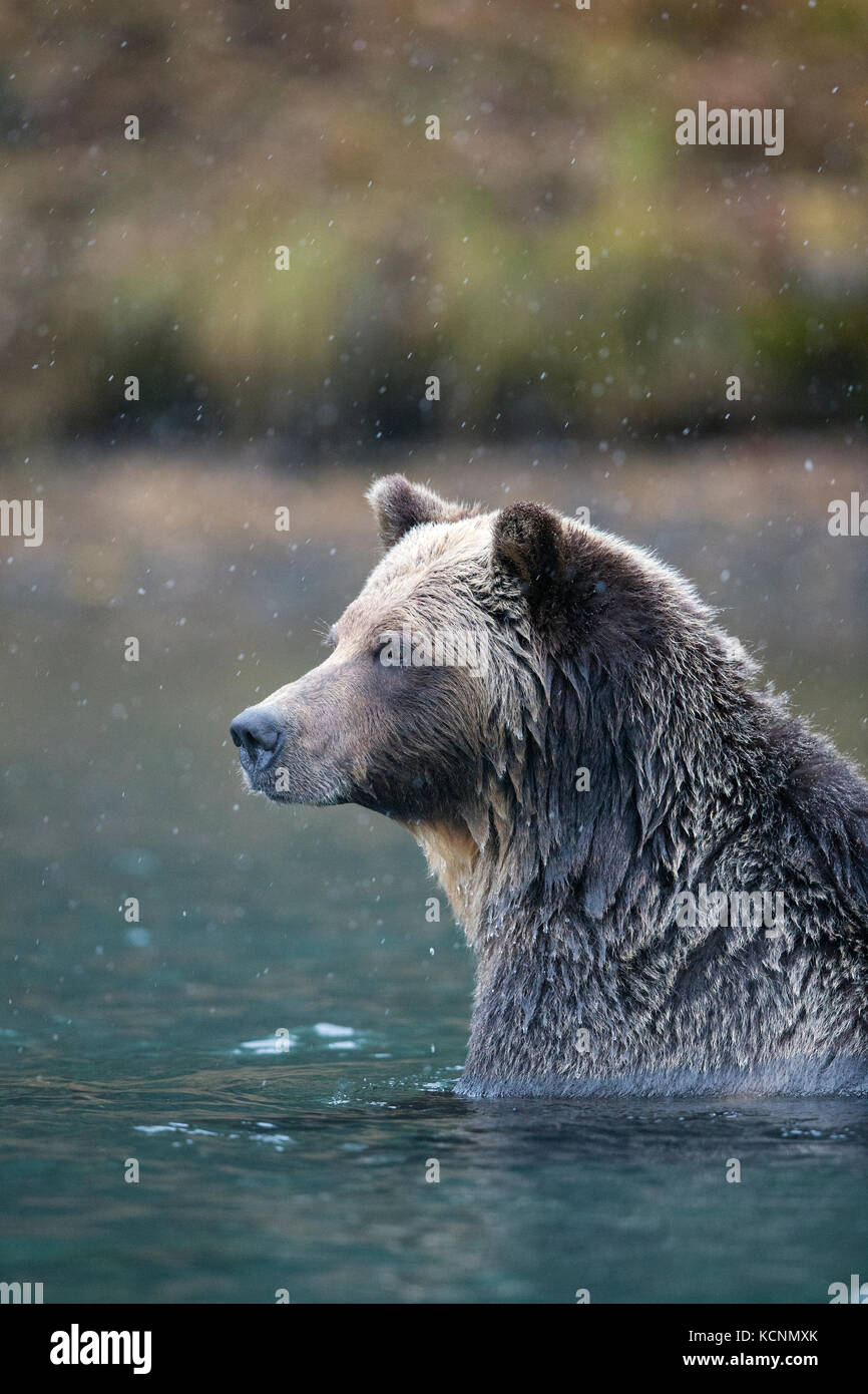 Grizzly bear (Ursus arctos horribilis), in early snowfall, Chilcotin Region, British Columbia, Canada. Stock Photo