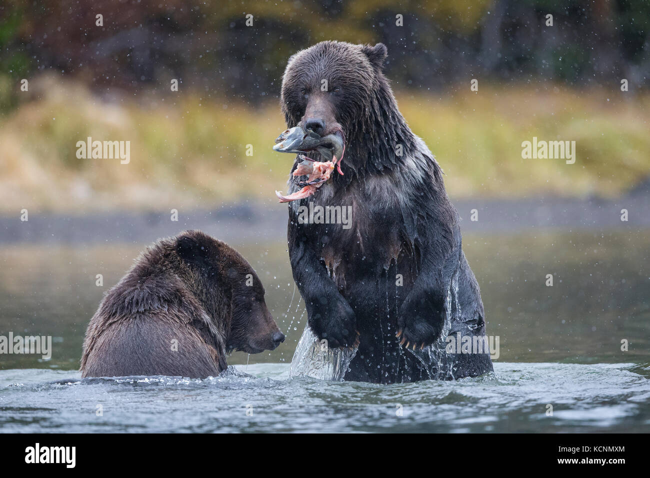 Grizzly bear (Ursus arctos horribilis), cubs (one standing)  interacting over sockeye salmon (Oncorhynchus nerka),  in early snowfall, Chilcotin Region, British Columbia, Canada. Stock Photo