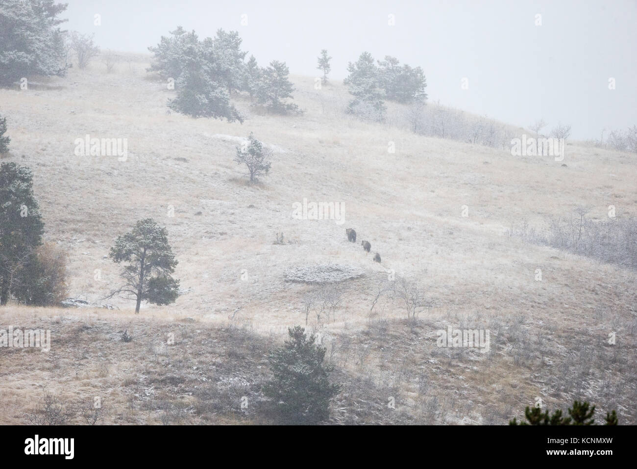 Grizzly bear (Ursus arctos horribilis), mother and cubs in early snowfall, Chilcotin Region, British Columbia, Canada. Stock Photo