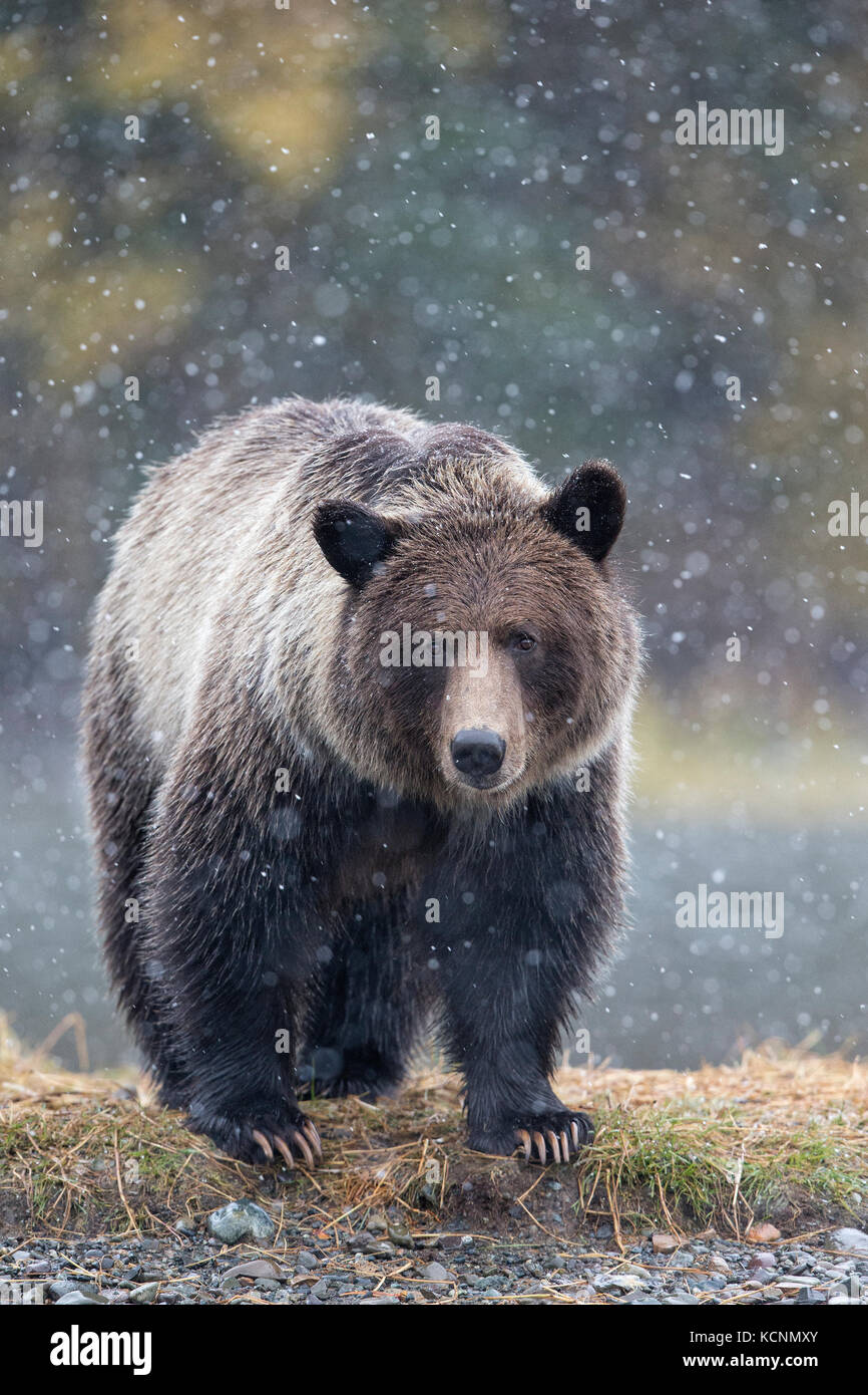 Grizzly bear (Ursus arctos horribilis), cub in early snowfall, Chilcotin Region, British Columbia, Canada. Stock Photo