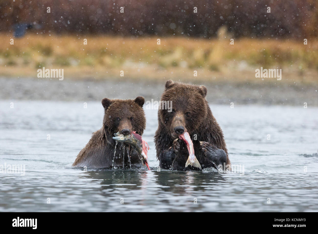 Grizzly bear (Ursus arctos horribilis), female and cub eating sockeye salmon (Oncorhynchus nerka), in early snowfall, Chilcotin Region, British Columbia, Canada. Stock Photo