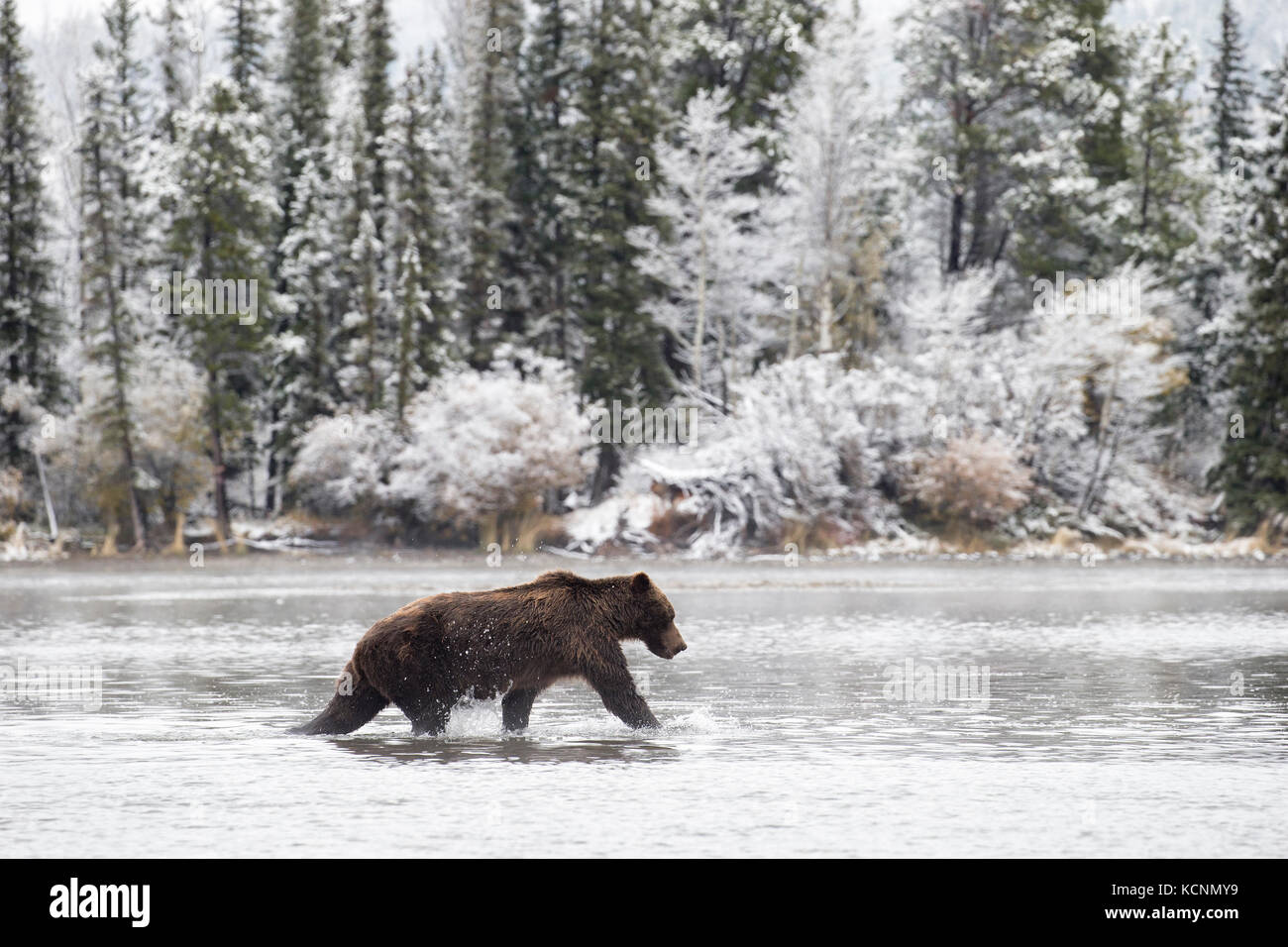 Grizzly bear (Ursus arctos horribilis), male in early snowfall, Chilcotin Region, British Columbia, Canada. Stock Photo