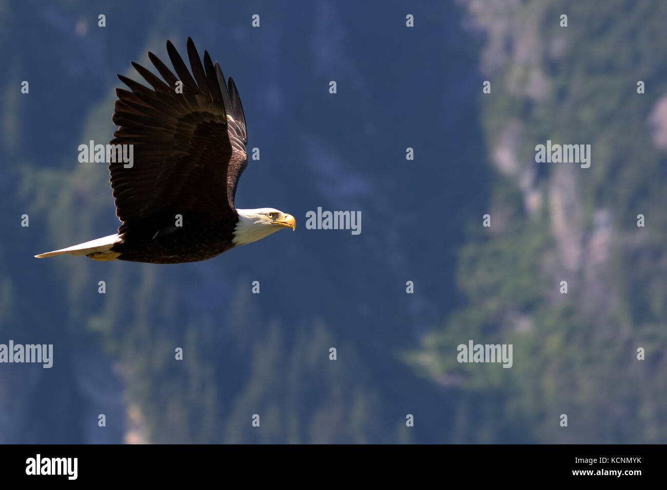 Bald eagle soaring in the sky Stock Photo - Alamy