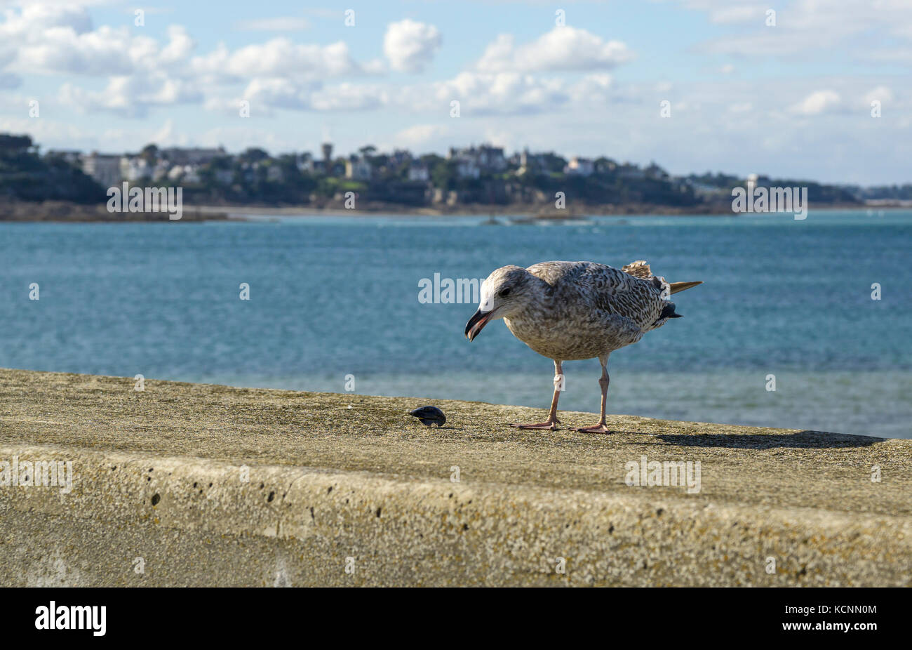 Juvenile Herring Gull ( Larus argentatus) feeding on the walls at St Malo, Brittany, France Stock Photo