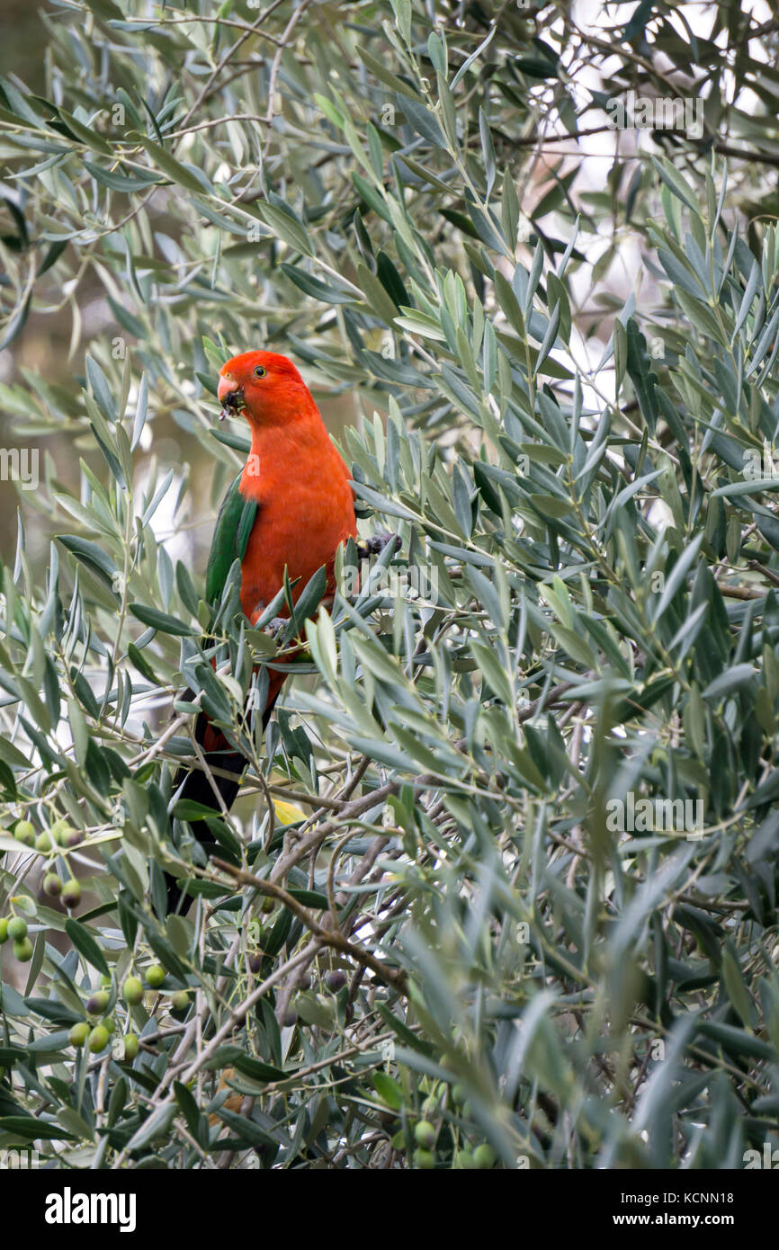 King Parrot  feeling in an olive tree, male Australian King-Parrots are the only Australian parrots with a completely red head. Stock Photo