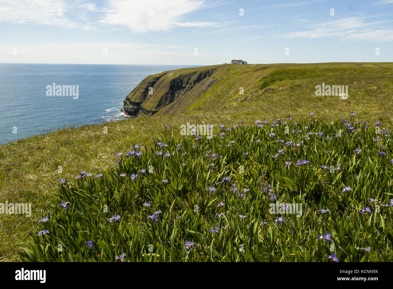 Cape St. Mary's Ecological Reserve,  located near Cape St. Mary's on the Cape Shore, on the southwestern Avalon Peninsula of Newfoundland & Labrador Stock Photo