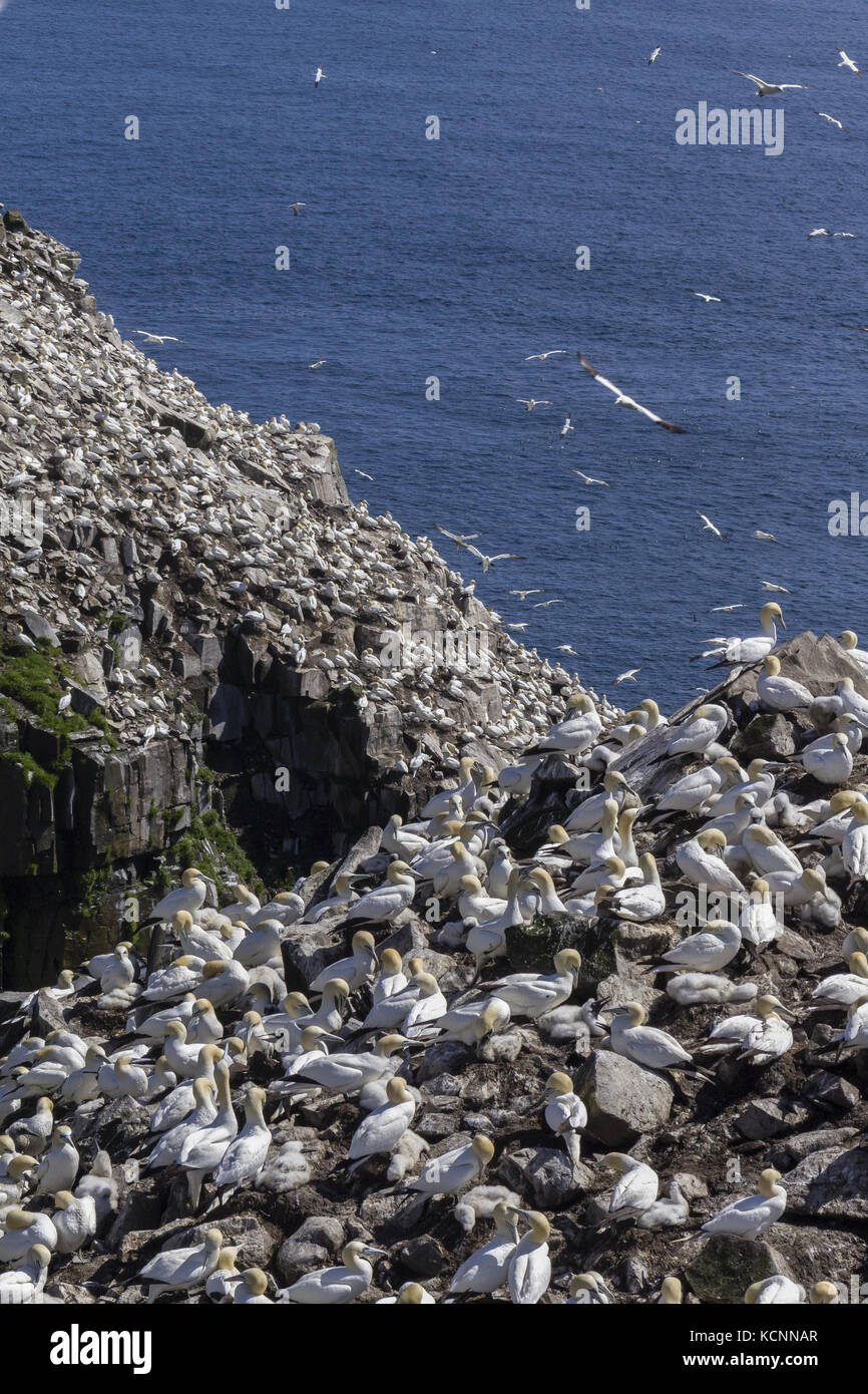 Northern gannet (Morus bassanus), resting on Bird rock, Cape St. Mary's Ecological Reserve,  located near Cape St. Mary's on the Cape Shore, on the southwestern Avalon Peninsula of Newfoundland & Labrador Stock Photo
