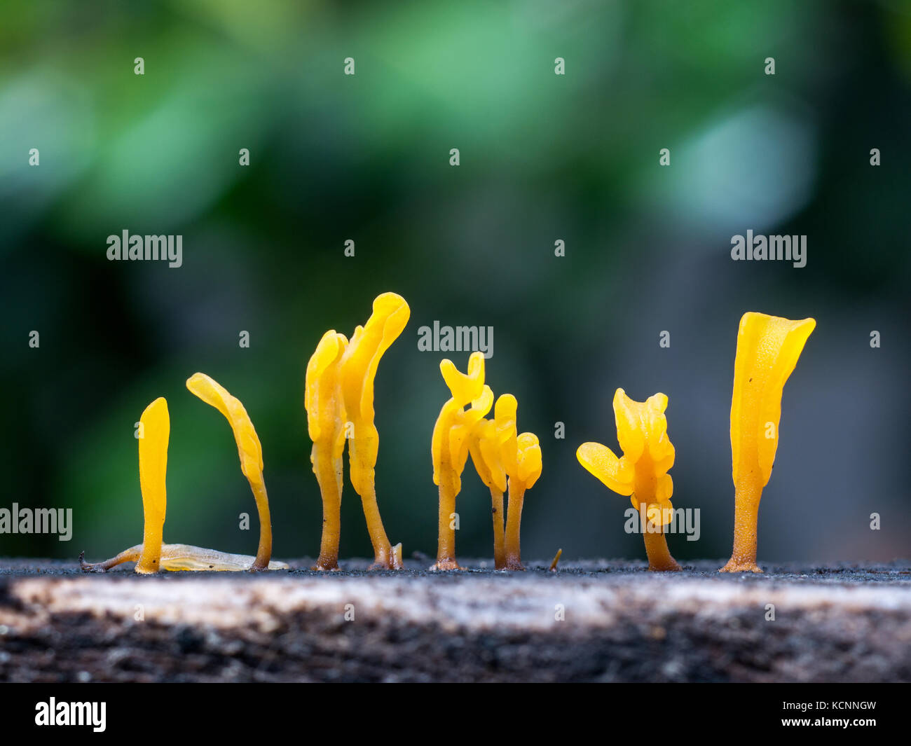 Dacryopinax spathularia,an edible jelly fungus,grows on rotting wood