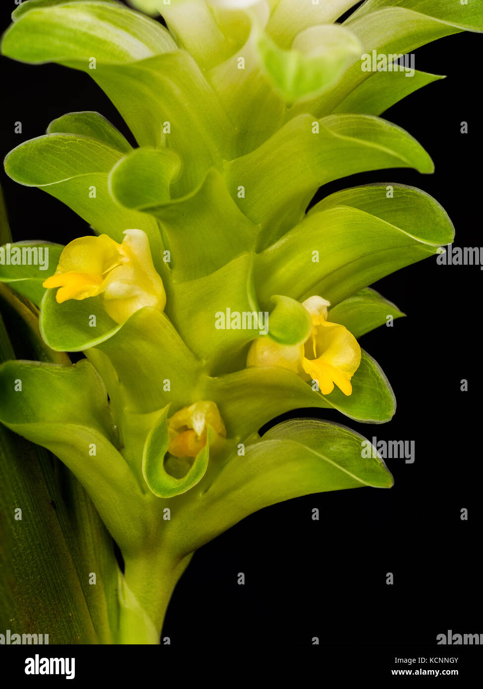 Closeup turmeric flower isolated on black background Stock Photo