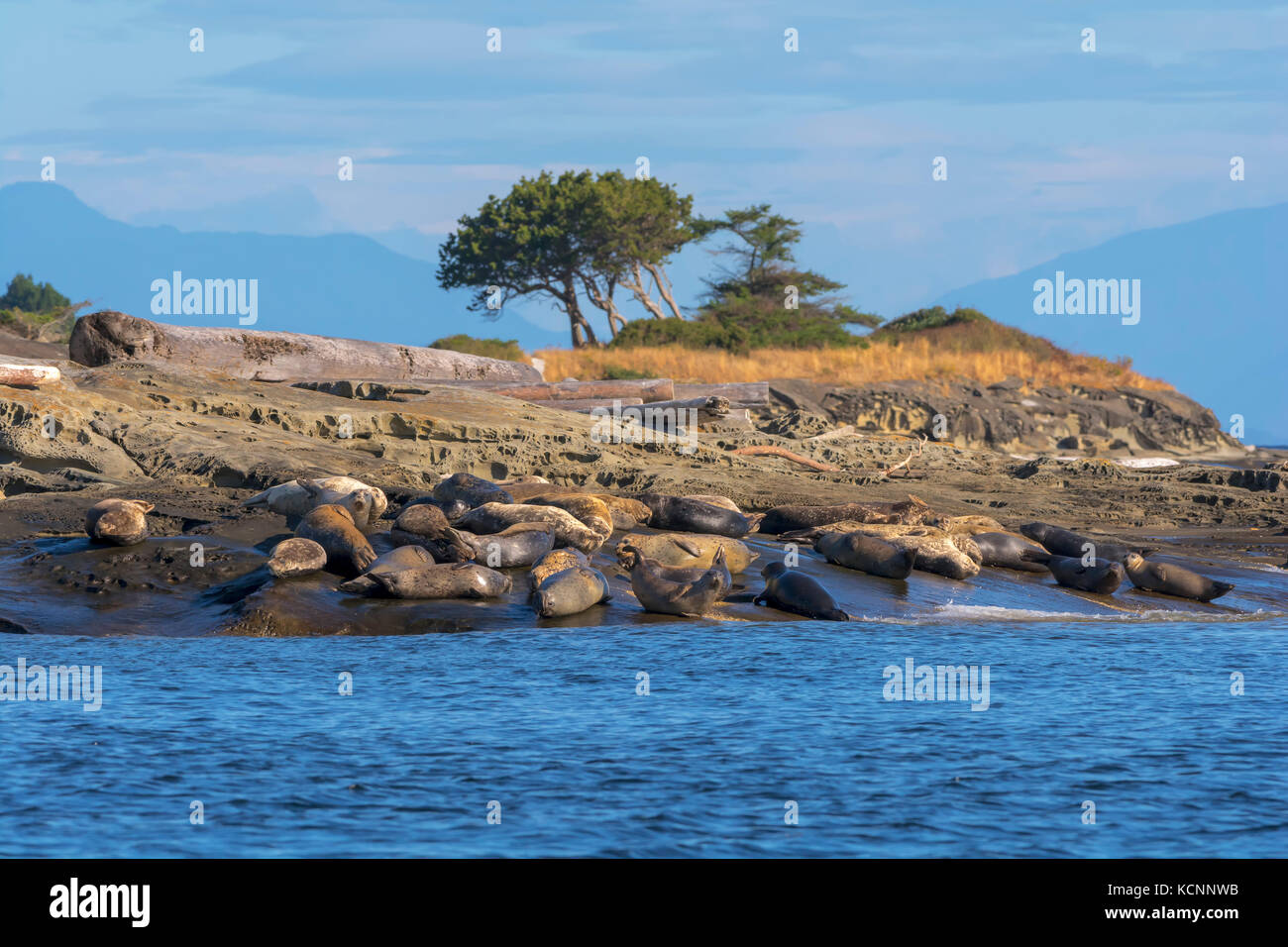 A rocky shoreline with seals napping Stock Photo