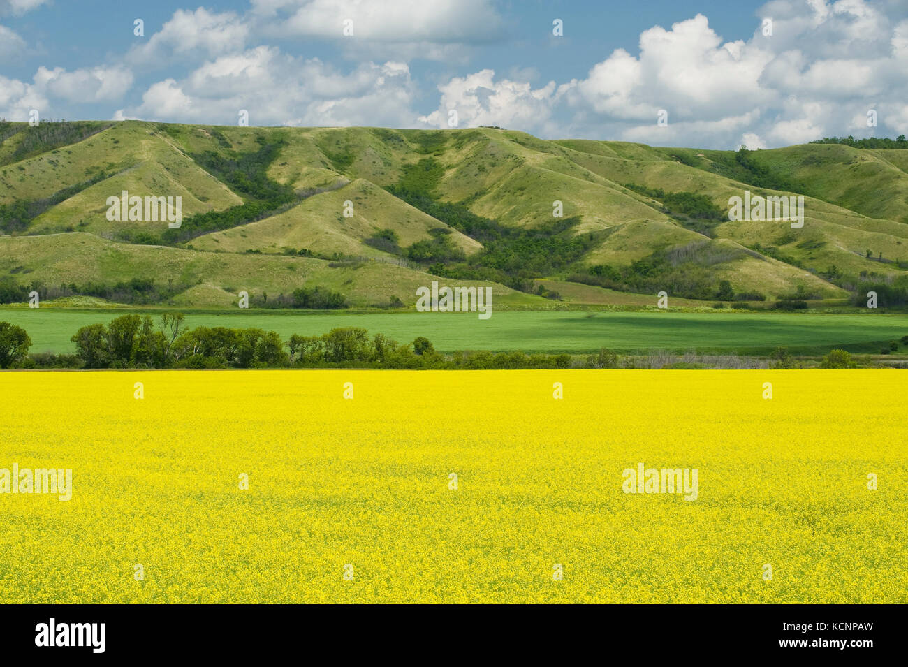 eroded hills and farmland with canola,  the Qu´Appelle  River Valley,  Saskatchewan, Canada Stock Photo