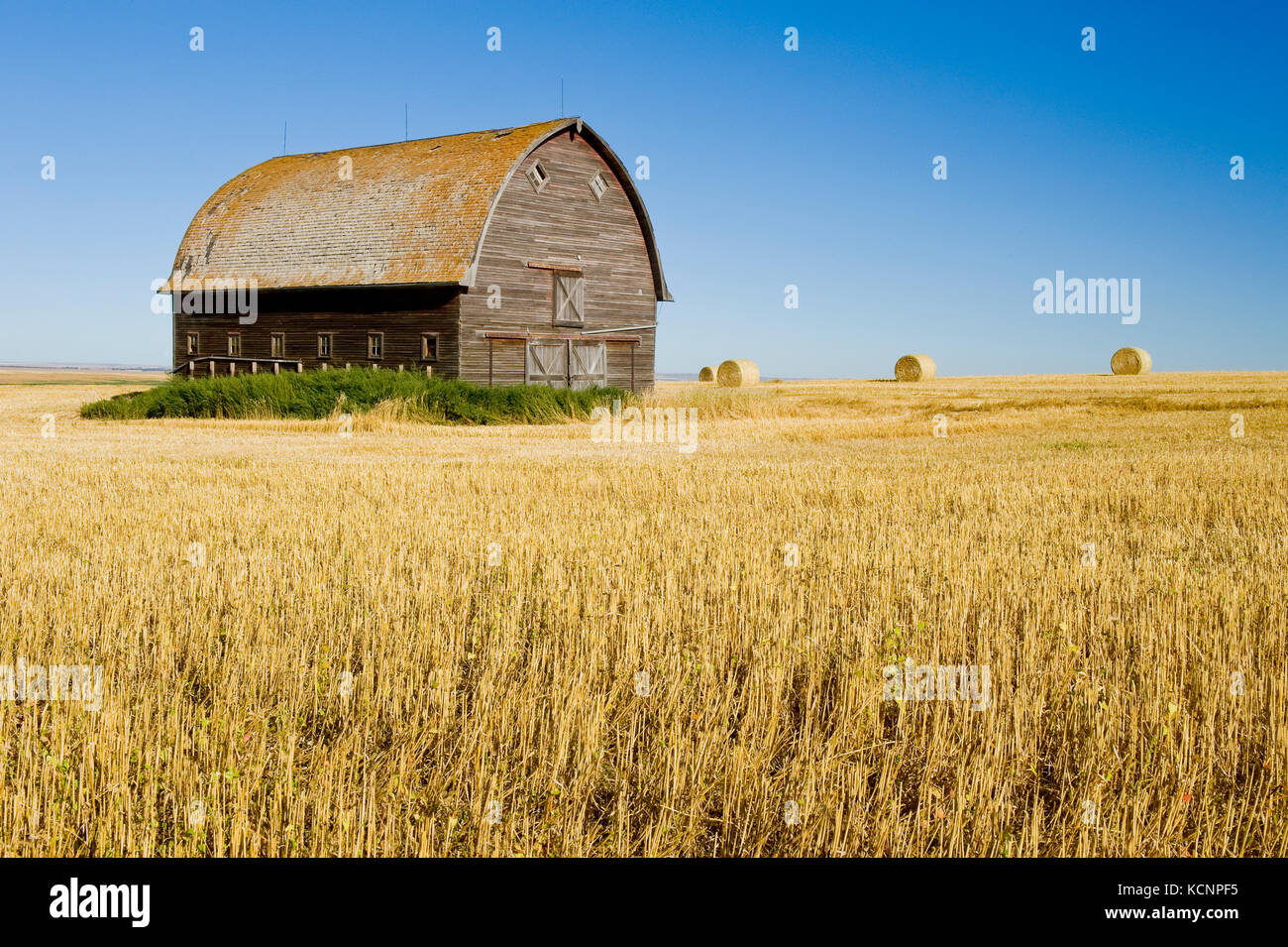 old barn in a durum wheat stubble field near Ponteix, Saskatchewan, Canada Stock Photo