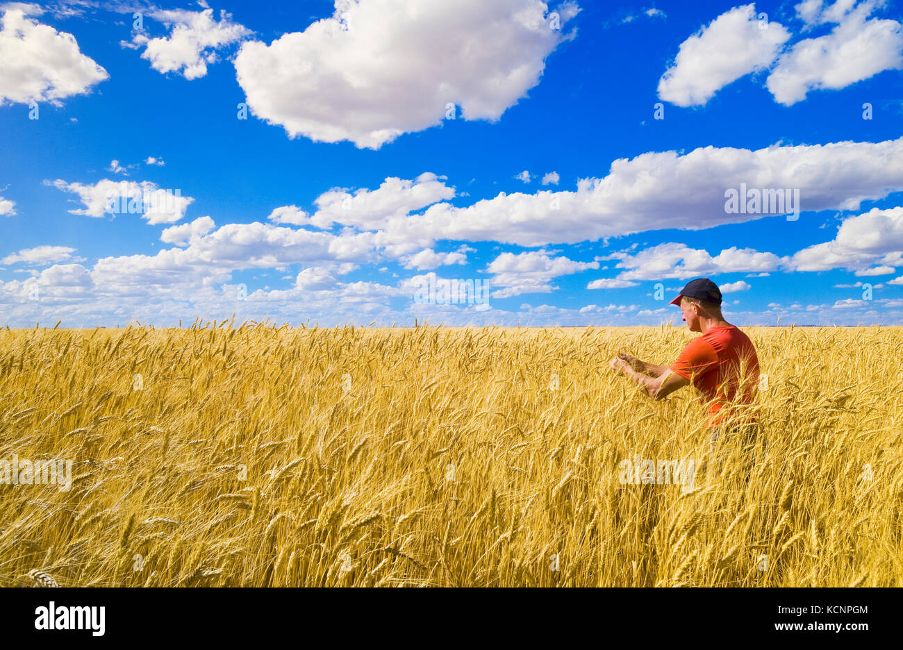 a man in a mature, harvest ready durum wheat field, near Ponteix, Saskatchewan, Canada Stock Photo