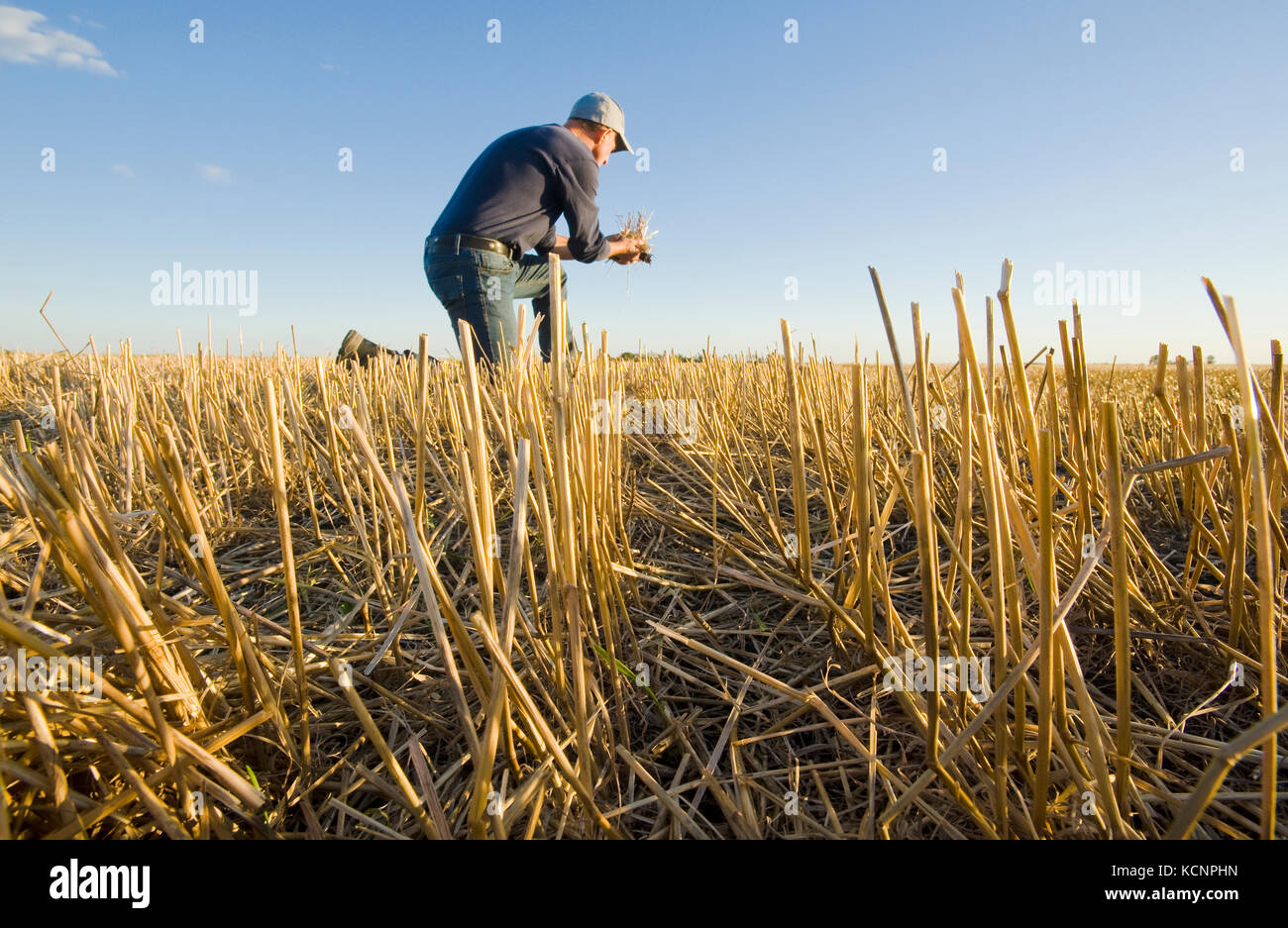 farmer in a field of grain stubble near Winnipeg, Manitoba, Canada Stock Photo