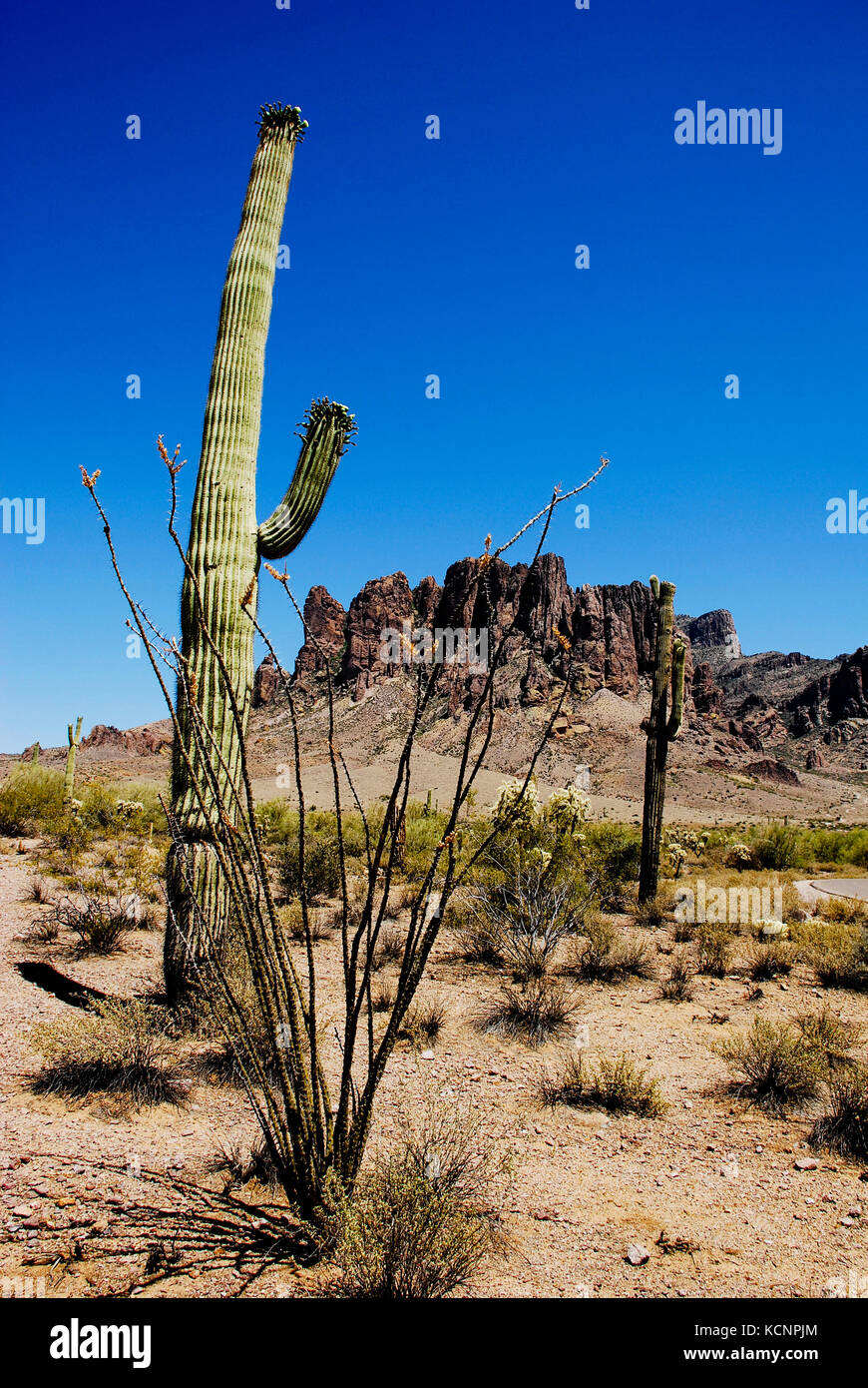 Saguaro and Ocotillo cactus grow by Superstition Mountains in the Arizona desert near Tucson