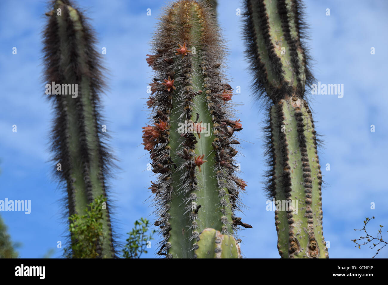 Flowering cactus in the Sonora Desert Museum near Tucson, Arizona Stock
