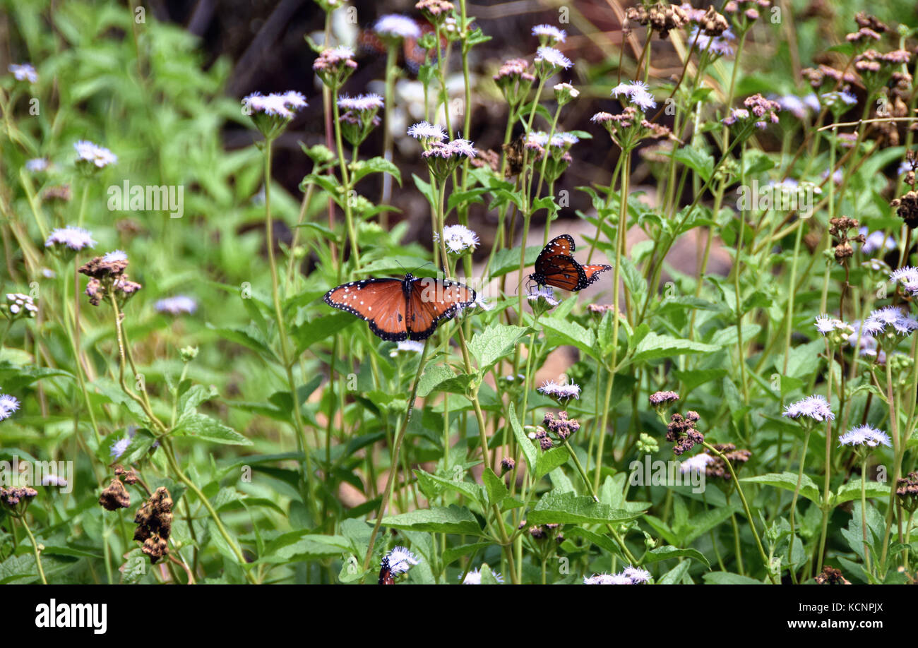 Butterflies enjoy the wildflowers of the Sonora Desert Museum near