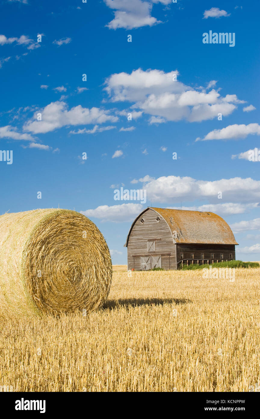old barn and round durum wheat straw bales near Ponteix, Saskatchewan, Canada Stock Photo