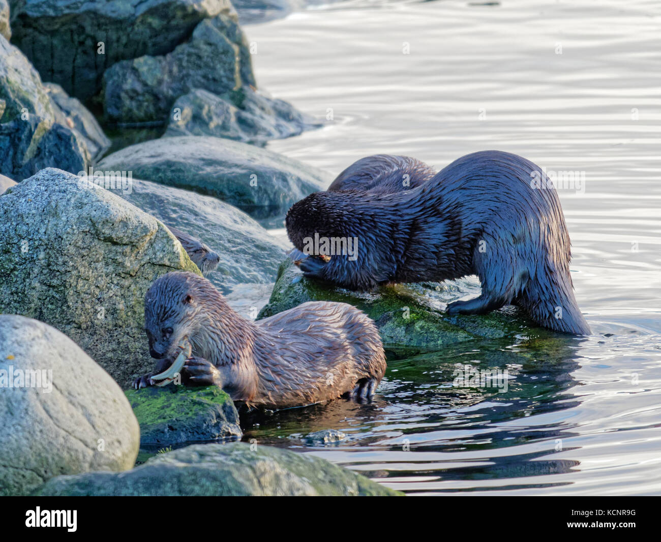 North American river otter (Lontra canadensis), also known as the northern river otter or the common otter, a semiaquatic mammal endemic to the North American Stock Photo