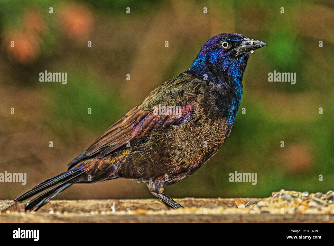 Common Grackle (Quiscalus quiscula) Feeding at feeder tray. Calgary, Alberta, Canada Stock Photo