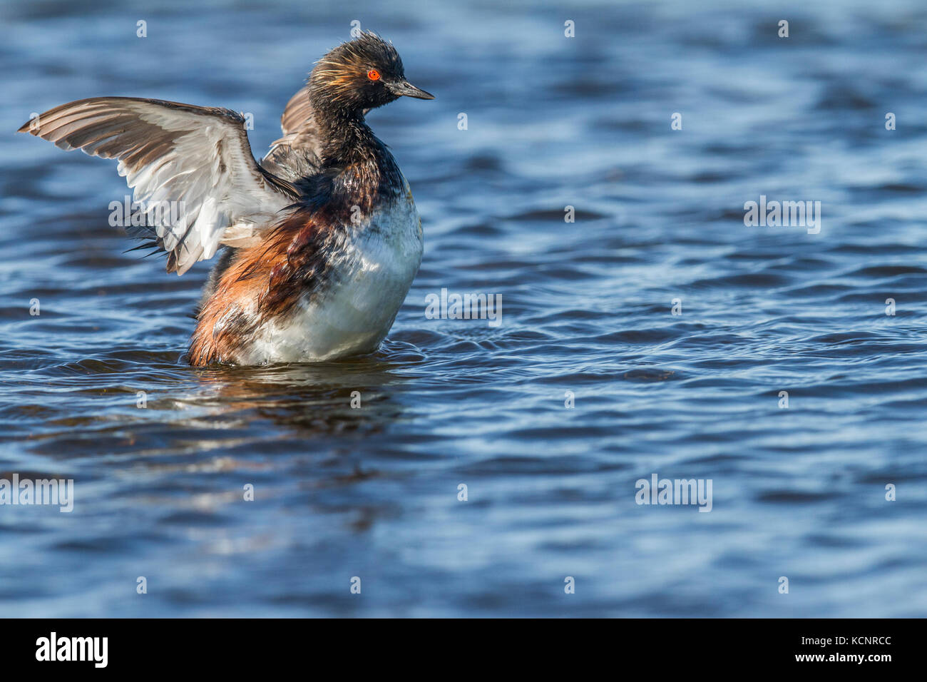 Eared Grebe, (Podiceps nigricollis) Beautiful colored grebe, standing in water and flapping her wings. Weed Lake, Alberta, Canada Stock Photo