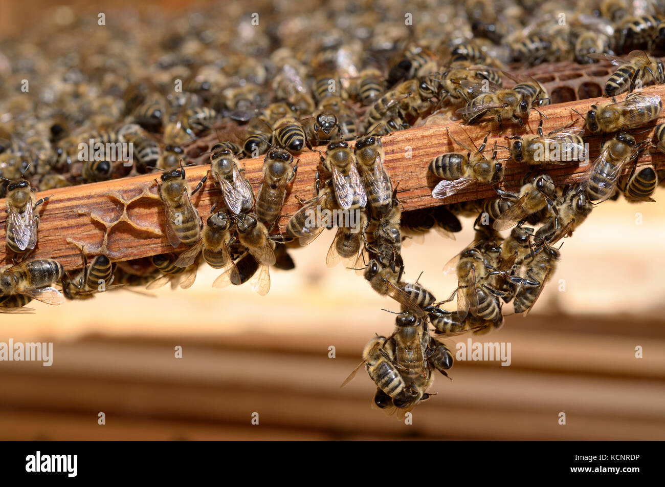 Bees swarming on a bee frame Stock Photo Alamy