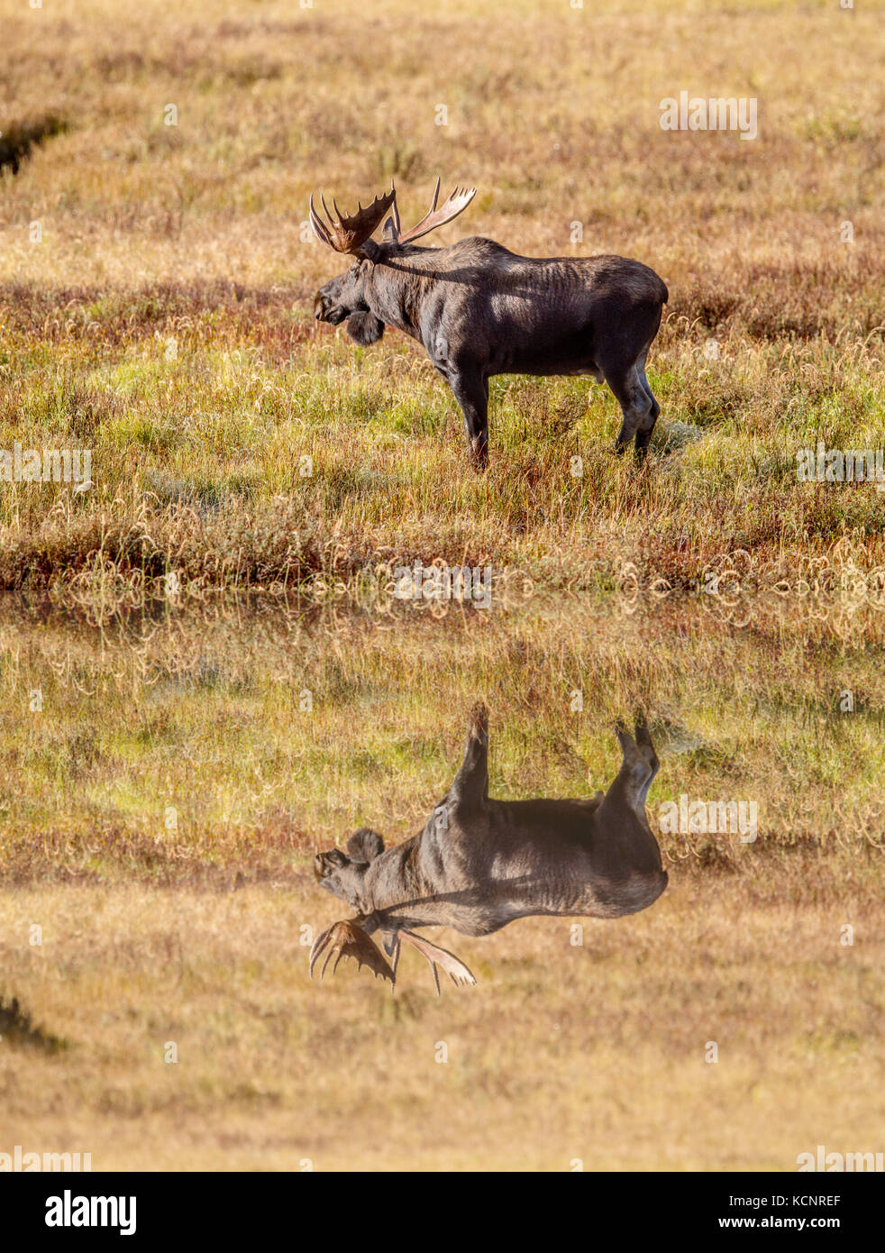 Moose (Alces alces) Bull moose, In its natural habitat,  looking for food. Scenic photo. Kananaskis Provincial Park, Alberta, Canada Stock Photo