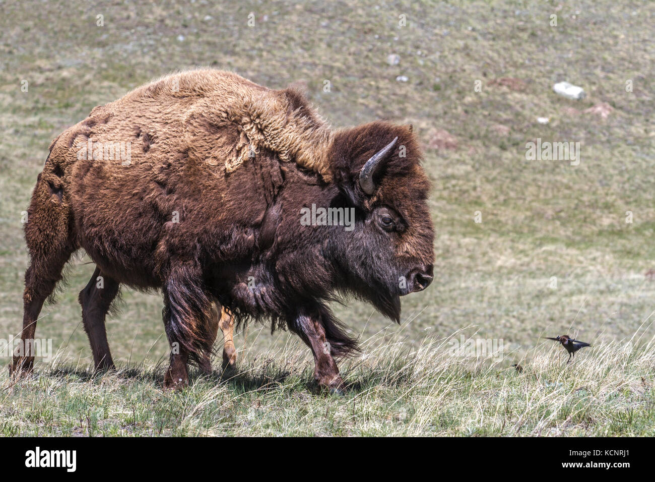 American bison shedding winter coat hires stock photography and images