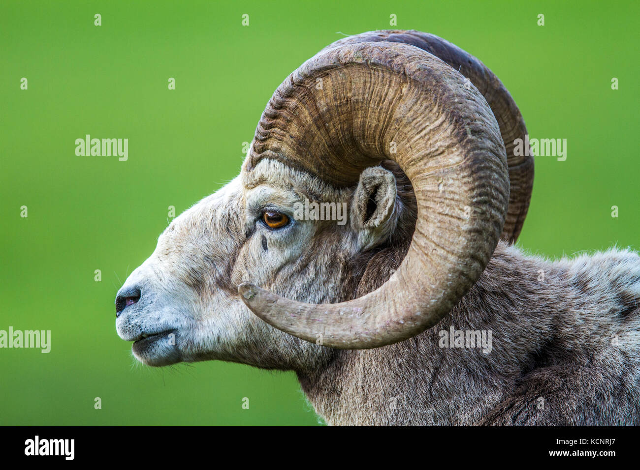 Rocky Mountain Bighorn Sheep (Ovis canadensis) Male Ram portrait, close up, with full curl of horns. Waterton National Park, Alberta, Canada Stock Photo