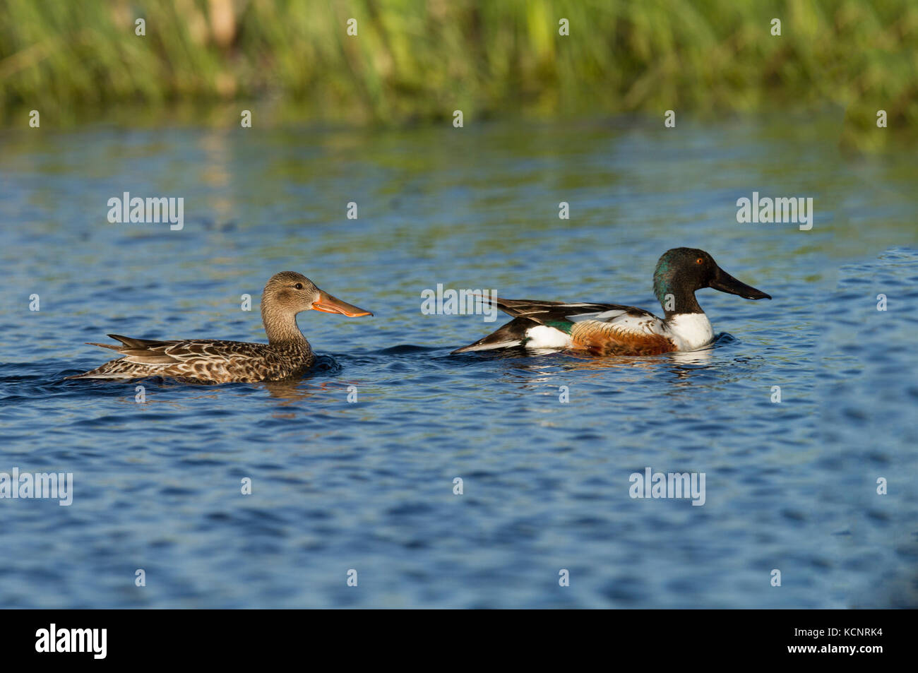 Northern Shoveler Male (Anas clypeata) Colorful,  Male and female swimming on blue water of prairie slough. Near Calgary, Alberta, Canada Stock Photo