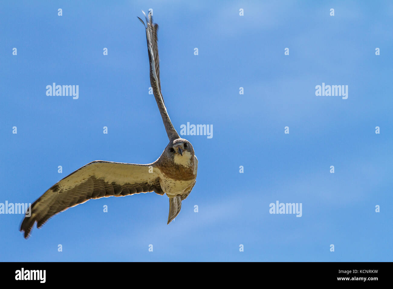 Swainson's Hawk  (Buteo swainsoni) Buteos, bird of prey, soaring against blue sky. Rural Alberta, Canada Stock Photo