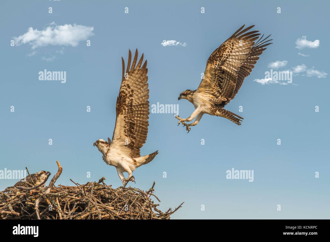 Osprey (Pandion haliaetus) Adult osprey landing in nest, as other parent leaves. Cranbrook, British, Columbia, Canada. Stock Photo