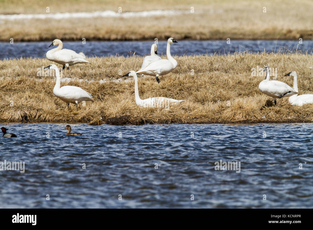 Tundra Swan (Cygnus columbianus) Gracefull and beautiful, swans, on shore line beside Alberta field High River, Alberta, Canada Stock Photo