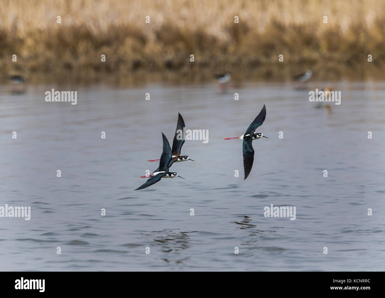 Black-necked Stilt (Himantopus mexicanus) Standing in water searching for food. Weed Lake, Alberta, Canada Stock Photo