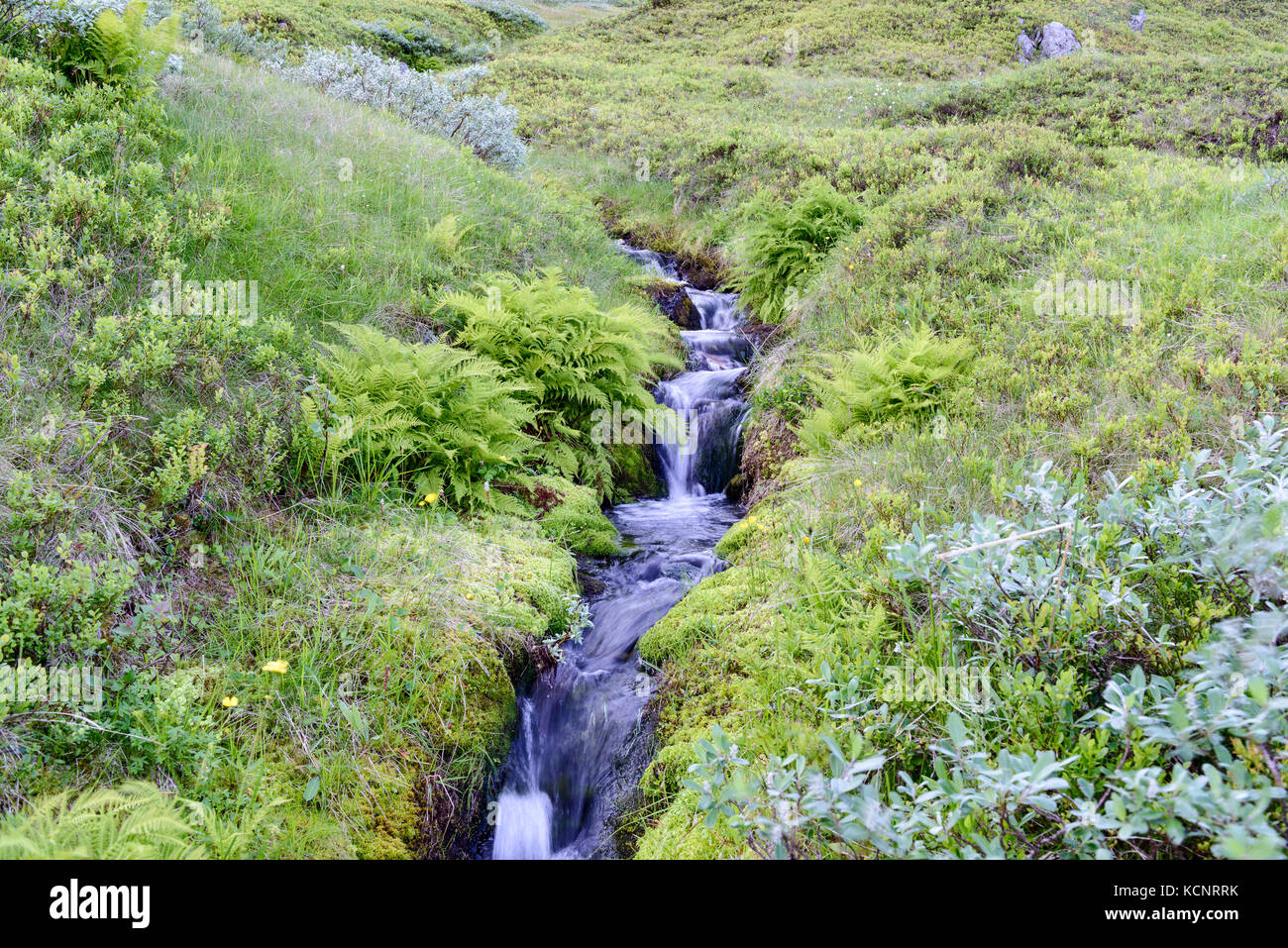 Picture is taken on a hike up Kjølen (mountain). A small river stream running through a completely green landscape. Kvaløya, Tromsø, Norway. Stock Photo
