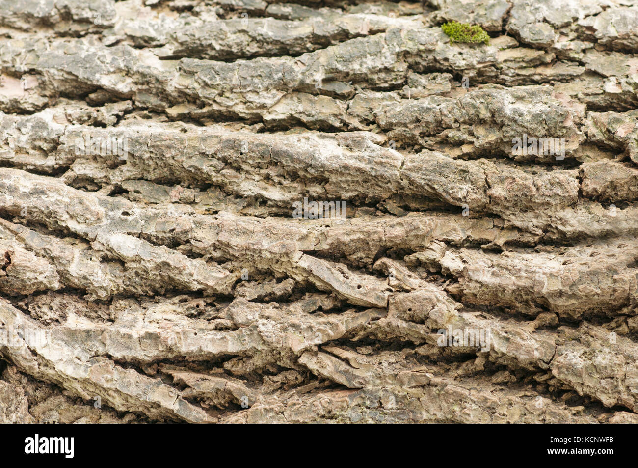 Texture of a tree, background Stock Photo - Alamy