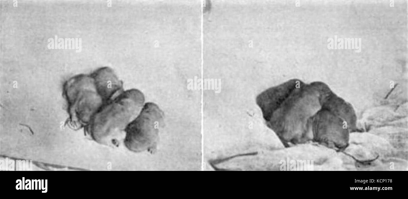 Camas pocket gopher young Stock Photo Alamy