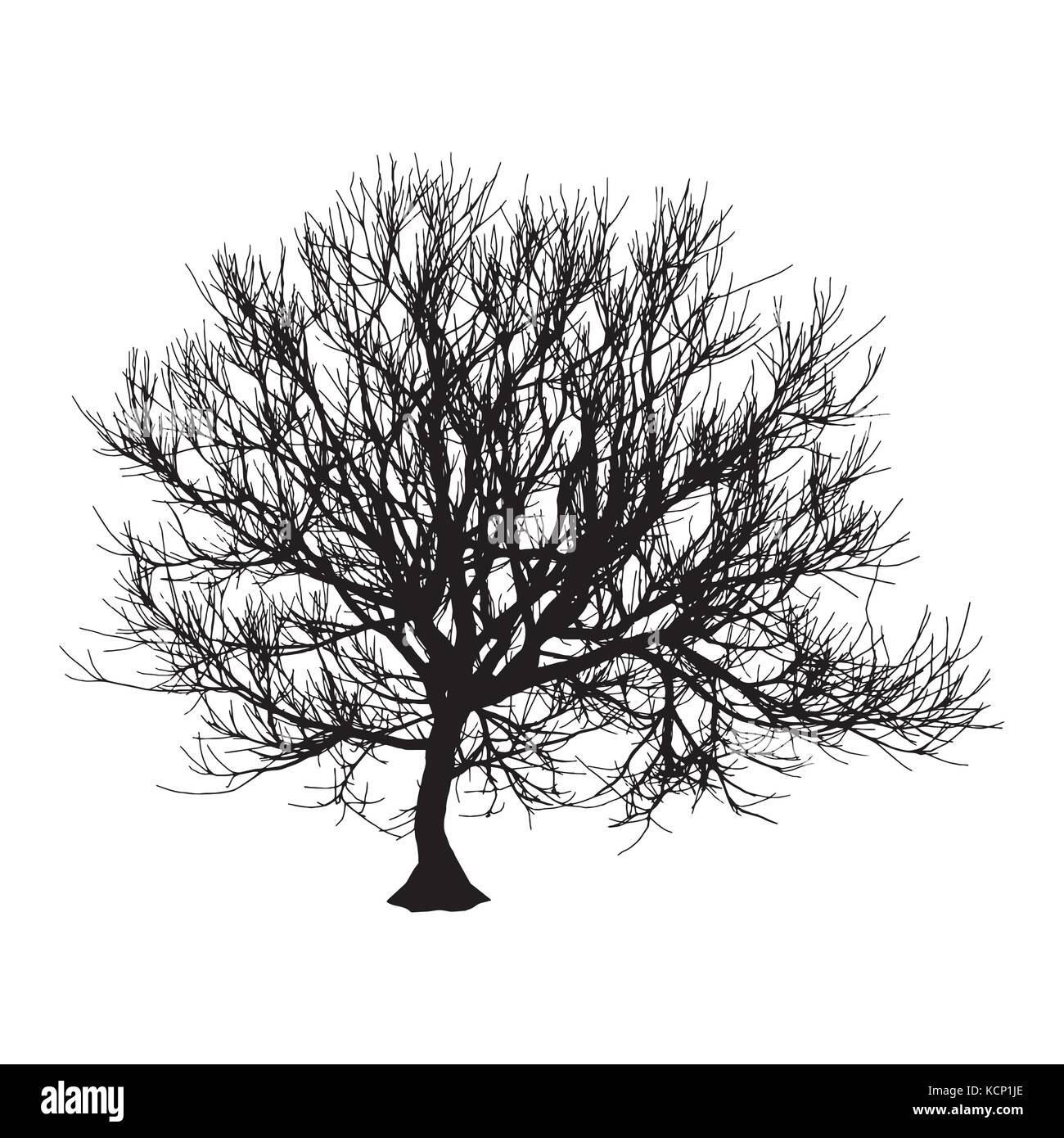 Black dry tree winter or autumn silhouette on white background. Vector ...