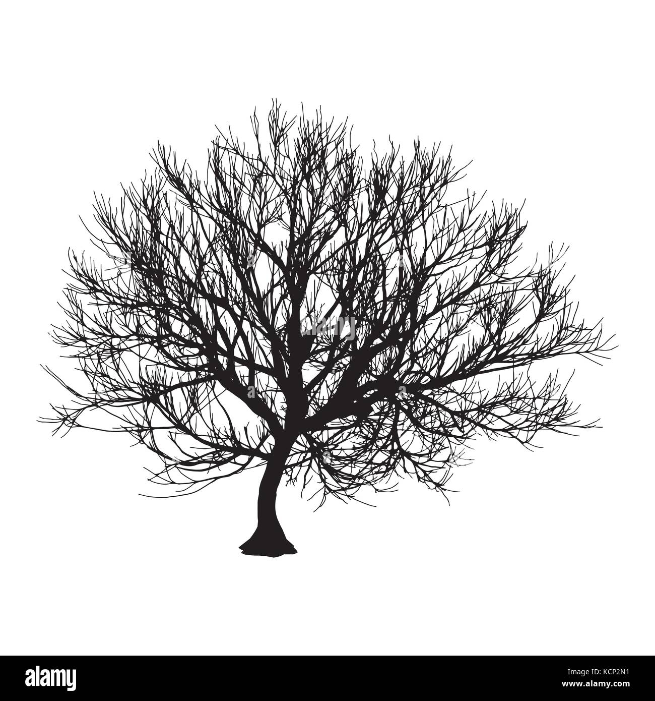 Black dry tree winter or autumn silhouette on white background. Vector ...