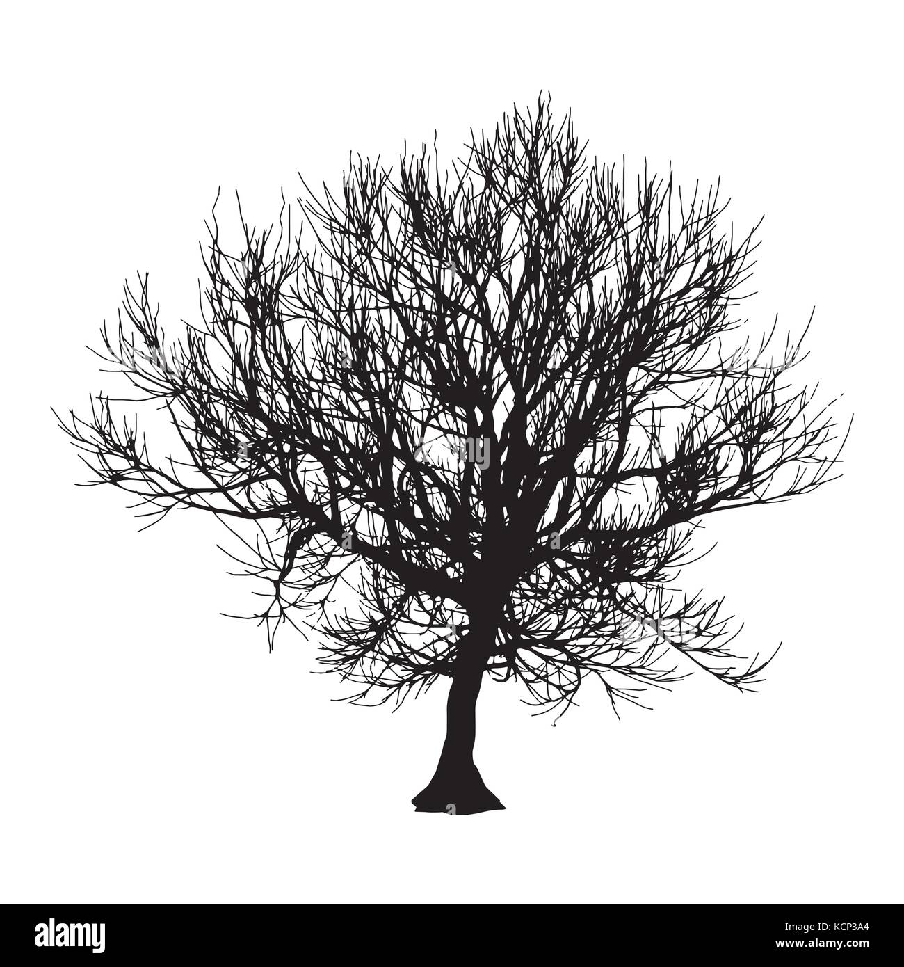 Black dry tree winter or autumn silhouette on white background. Vector eps10 illustration. Stock Vector